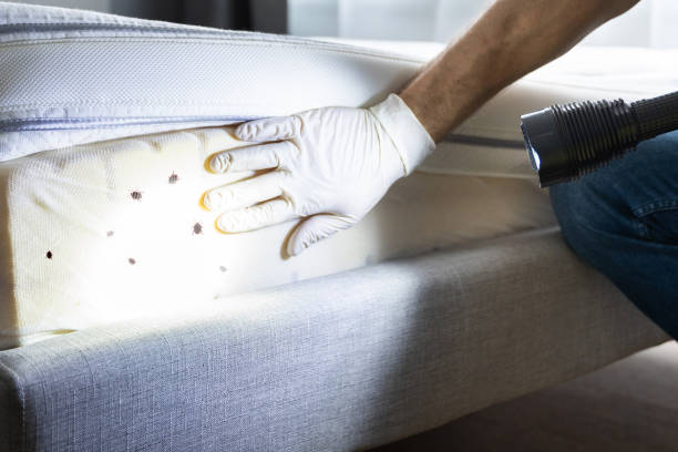 Best Termite Control Services  in Indian Hills, CO