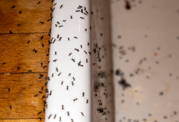 Best Best Pest Control Near Me  in Indian Hills, CO